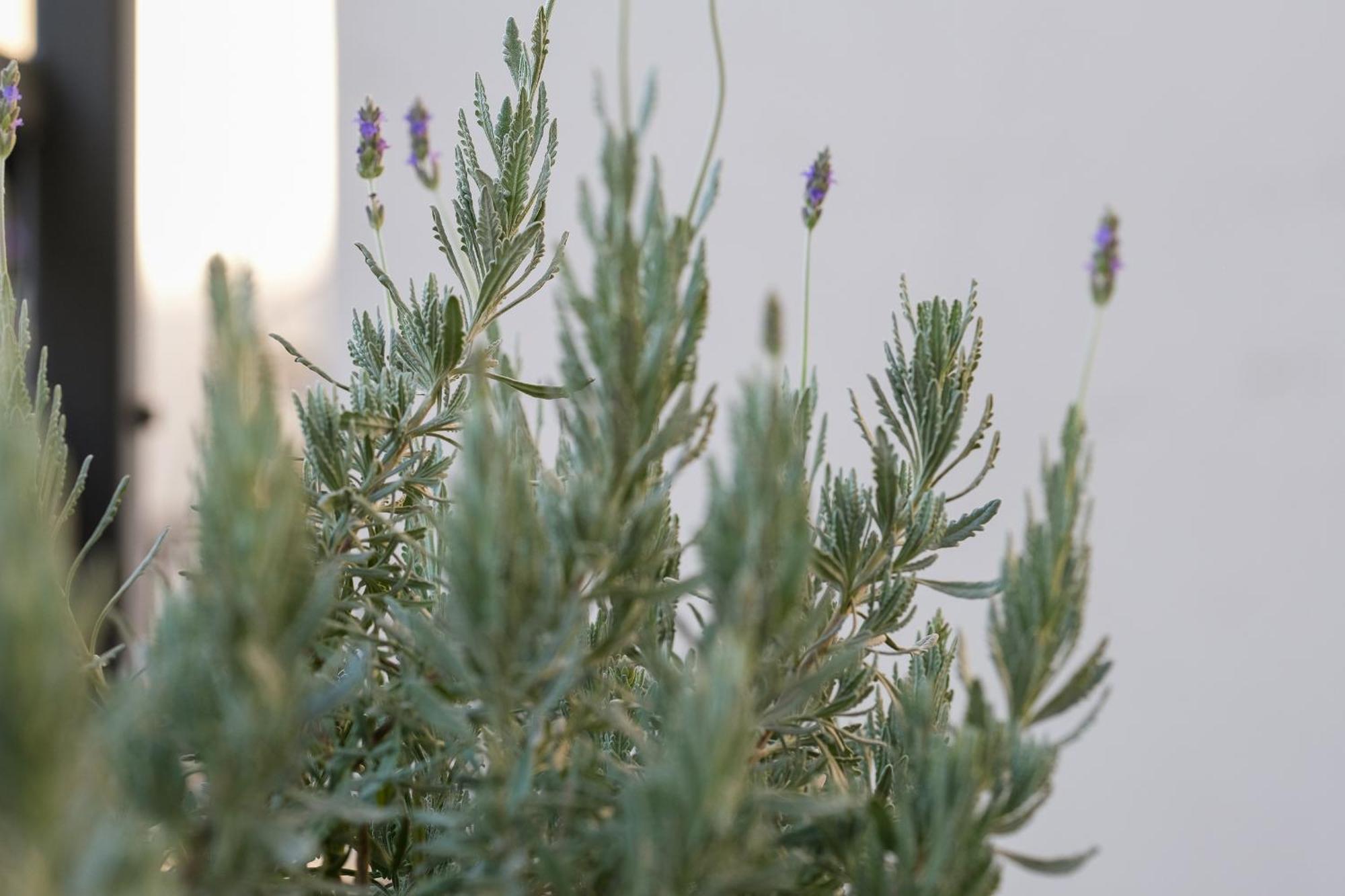 Apartment Athenian Island Project